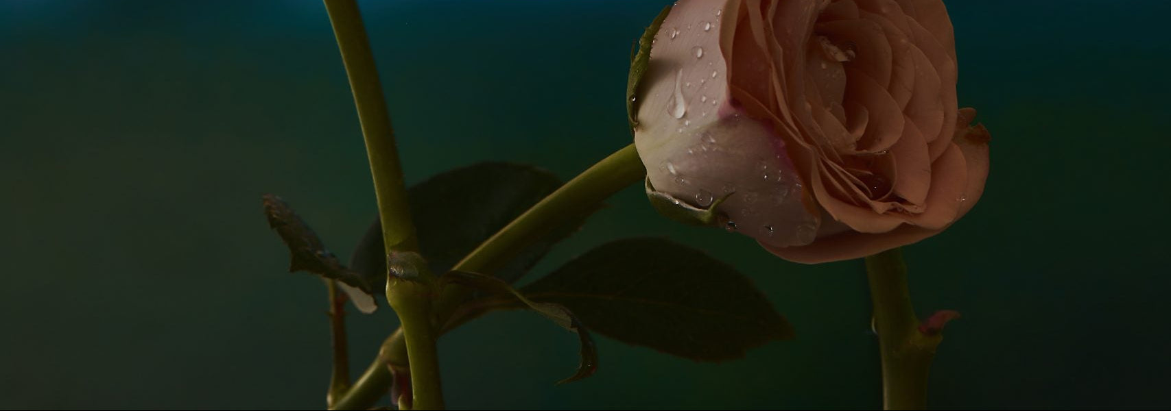 RoseDew